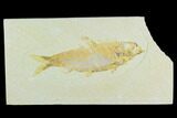 Bargain Fossil Fish (Knightia) - Wyoming #126557-1